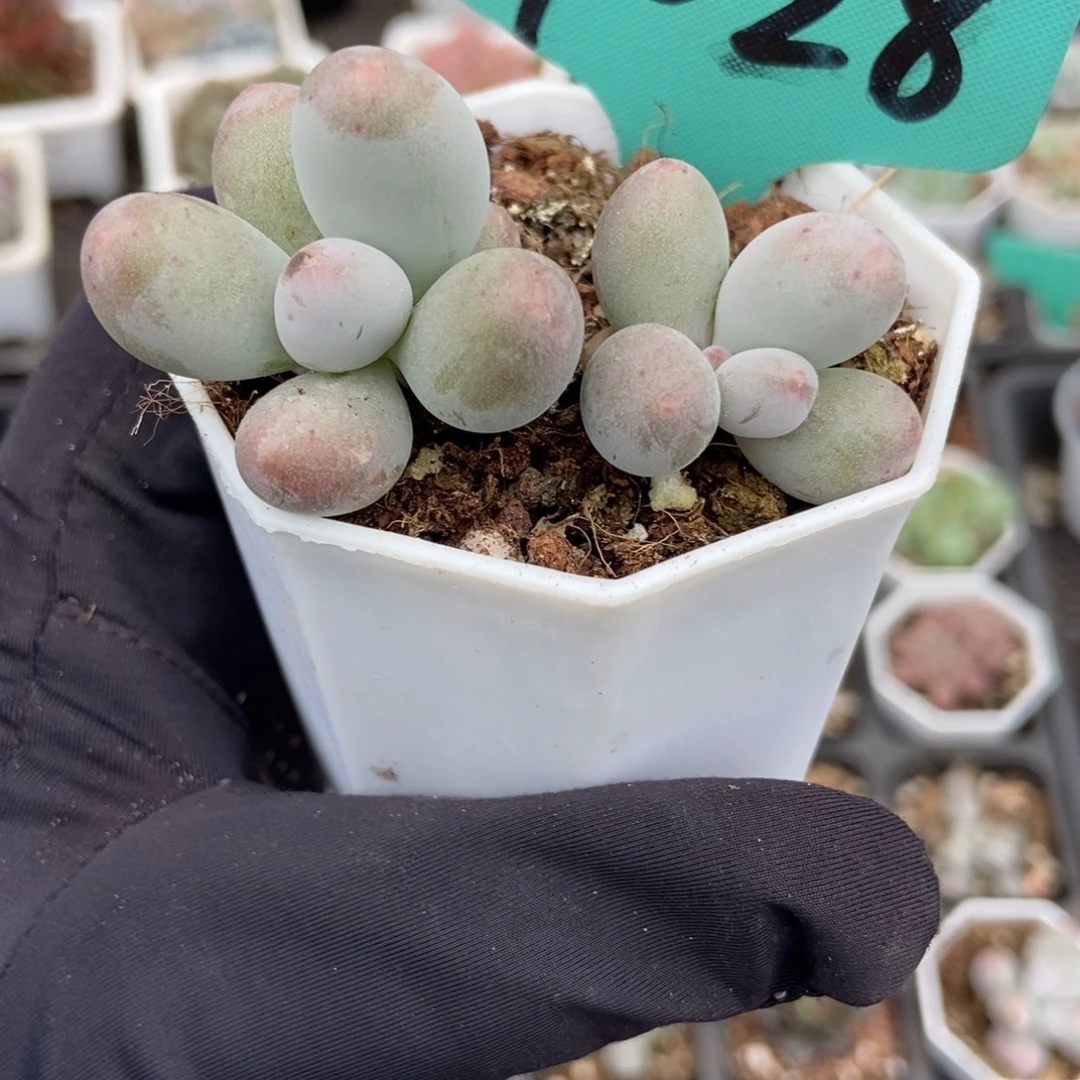 7028米可奶多肉植物