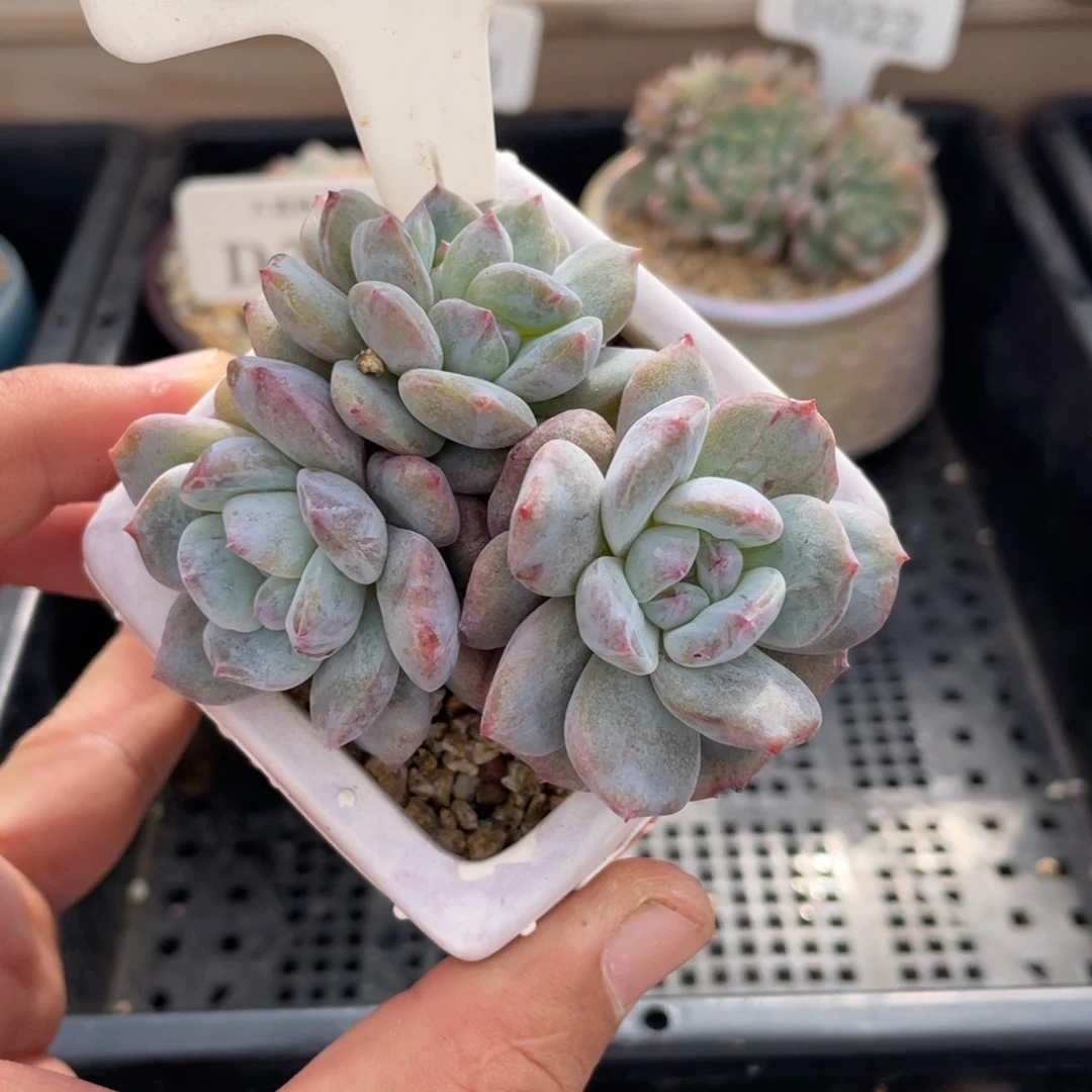 0053橙子石化不带盆7厘米