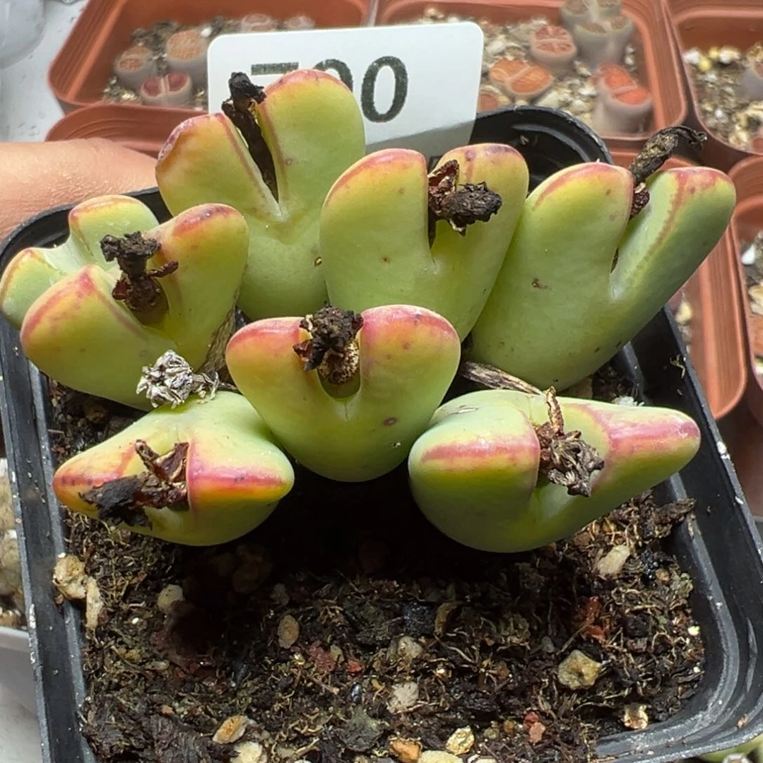 【闪购商品】 790。