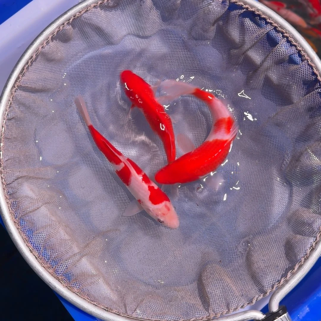 海水鱼精品锦鲤热卖中