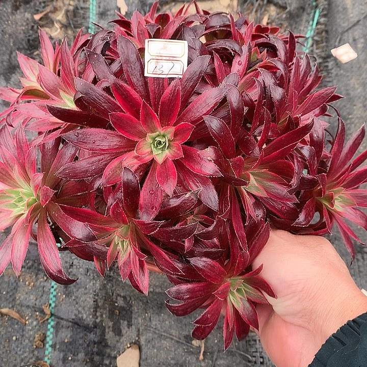 137孔雀锦多肉植物