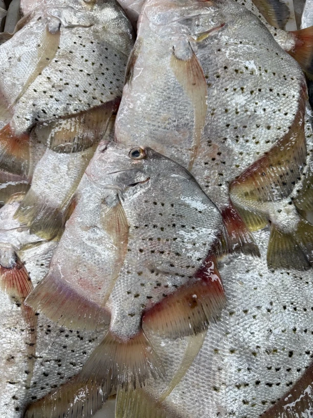 湛江本港野生小船鸡笼鲳 芝麻鲳