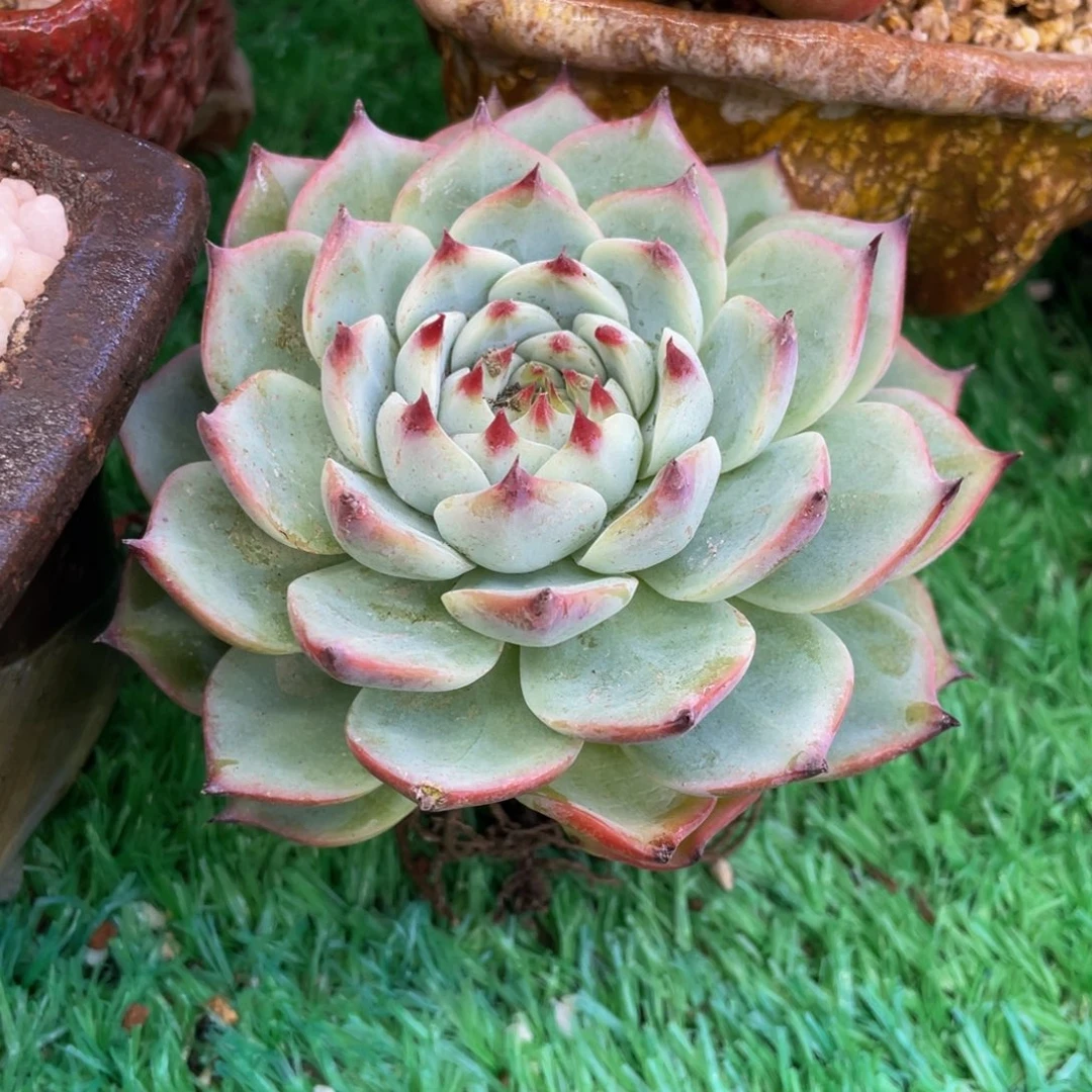 多肉植物盆栽多肉