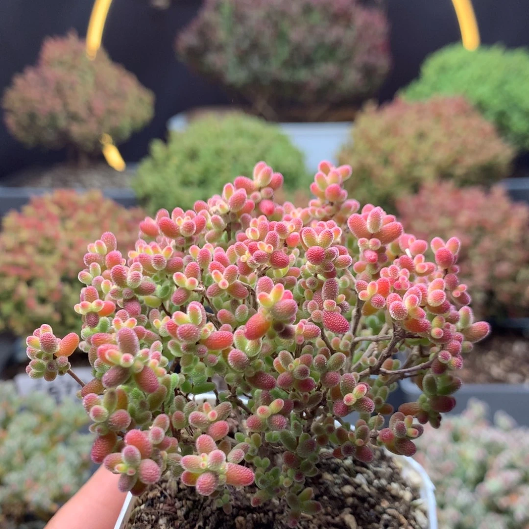 c693蜜橘枝干番杏