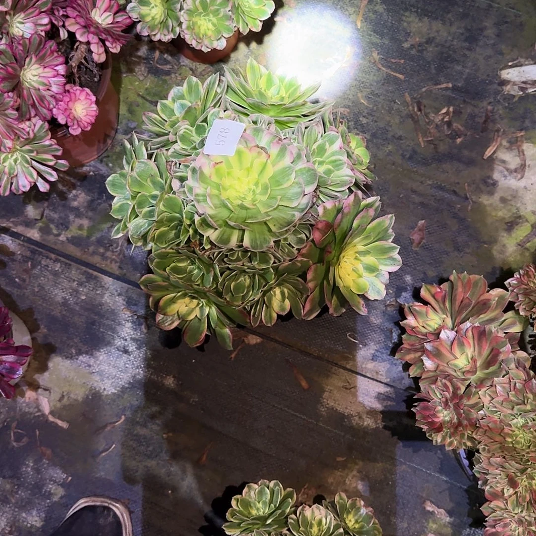 多肉植物海王0578