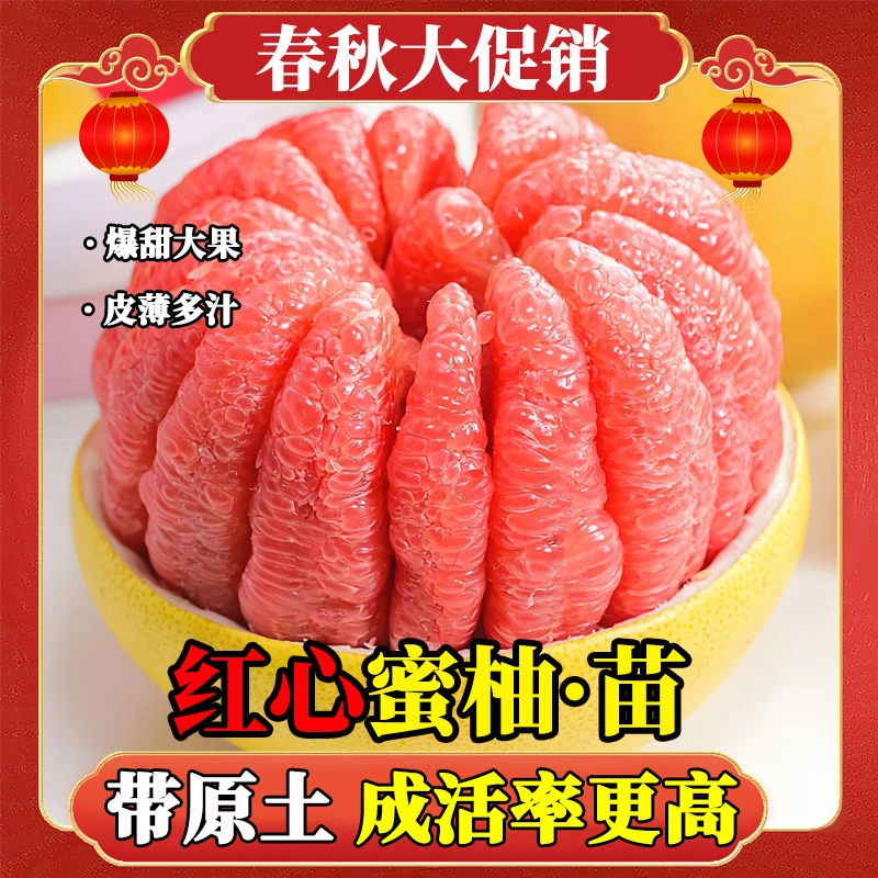 【红心蜜柚】正宗嫁接树柚子果树纯甜盆栽地栽阳台庭院南北方种植