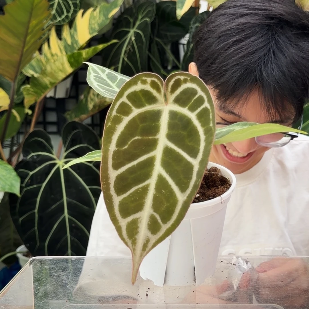 完全开放Q70  粉铜黑水晶