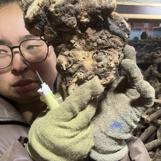 香榧木安*火琉璃的故事毛料摆件