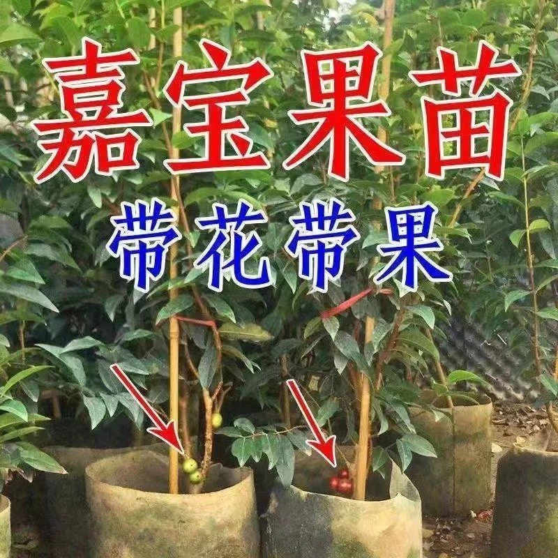 正宗台湾沙巴嘉宝果树苗四季红妃树葡萄果苗艾斯卡南北方庭院种植