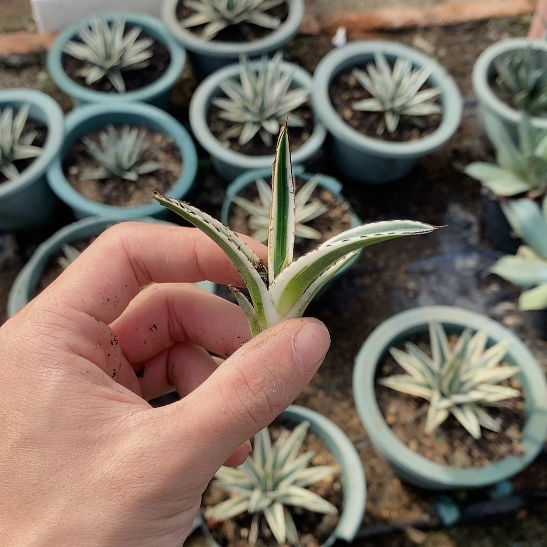 瓷***花5552冰山侧芽一颗1111