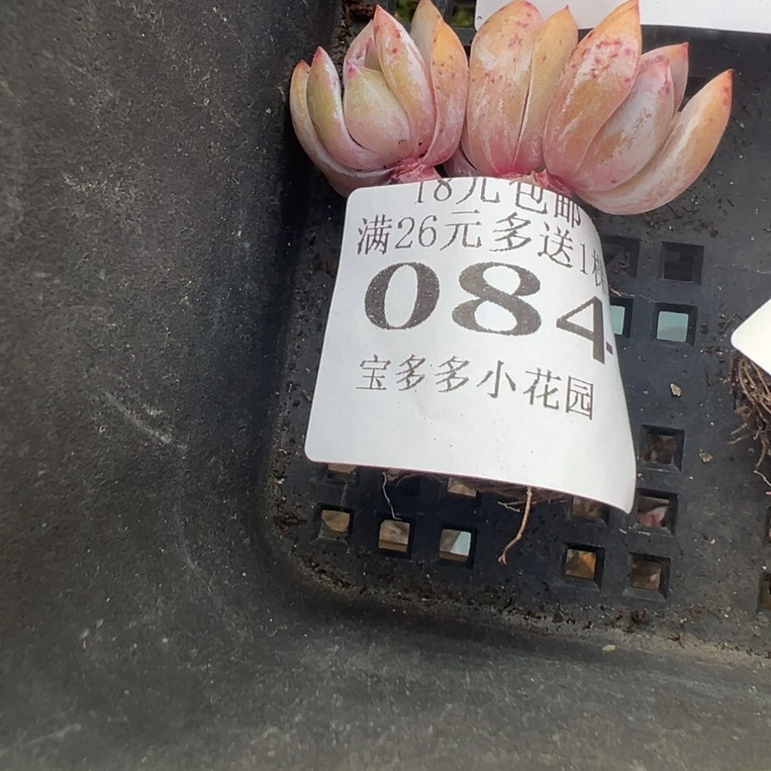 084号小老庄多肉一物一拍