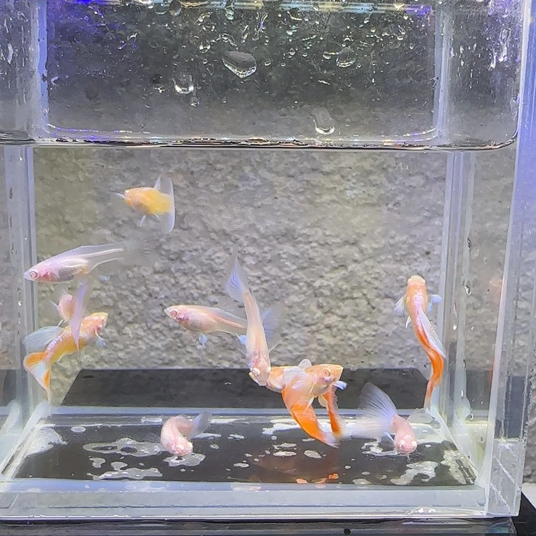 孔雀鱼蓝白杂袍孔雀鱼