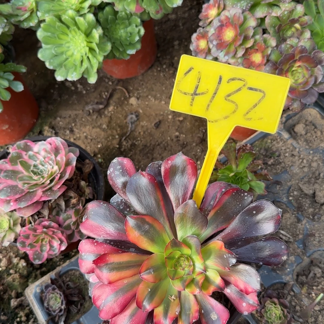 巨***博4132---无毒七彩多头