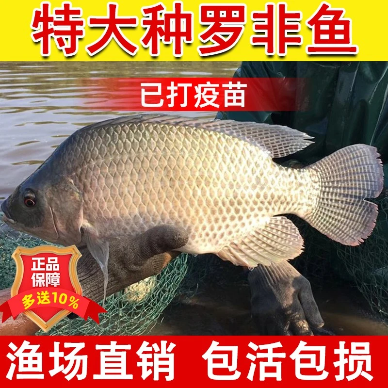 罗非鱼苗新吉富雄性罗非鱼苗活鱼苗食用特大脆肉罗非鱼苗淡水养殖