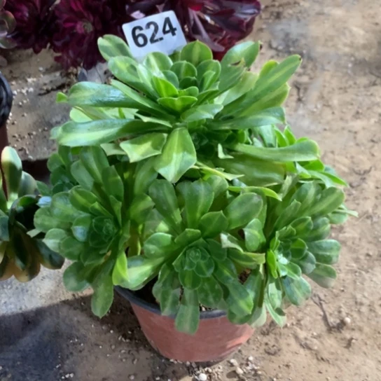 624法师多肉翡翠琉璃