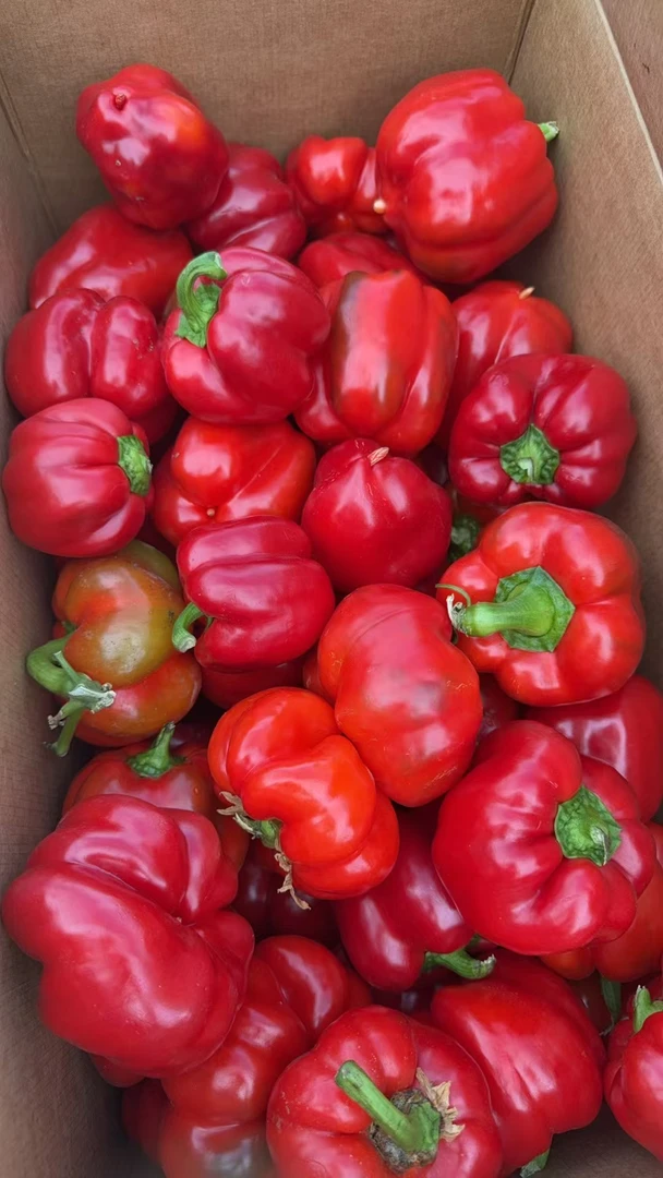 四川农户自种红辣椒灯笼椒