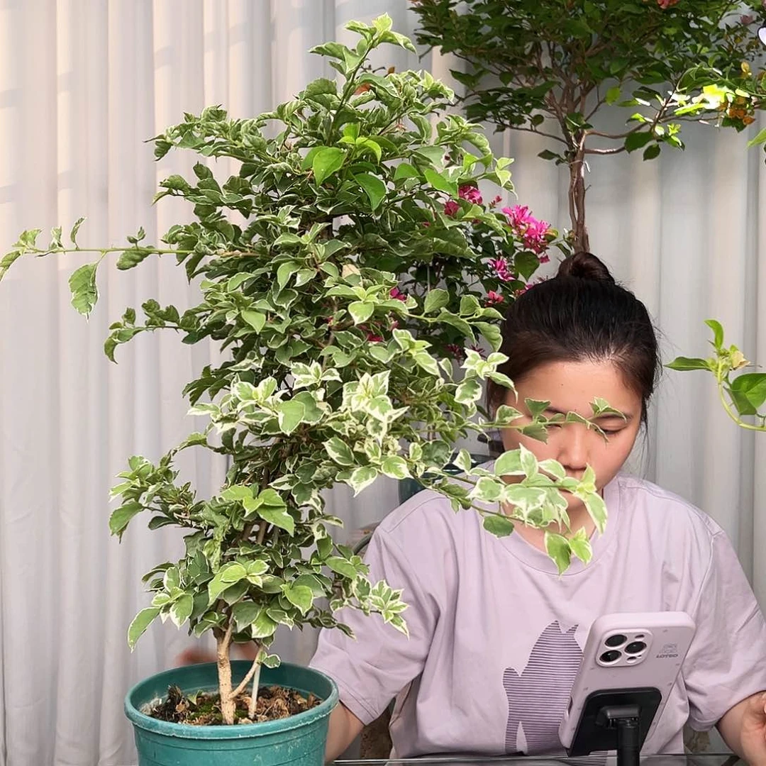 当前无花栽培后可以开花少女心带竹一颗