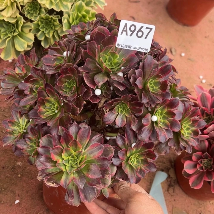 微瑕安娜多肉植物967.