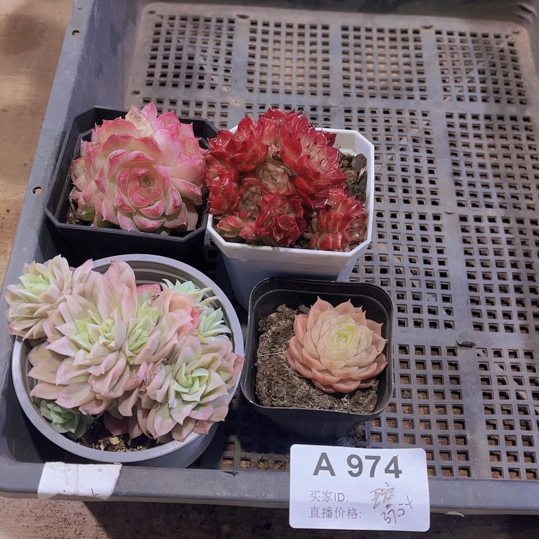 多肉974多肉植物