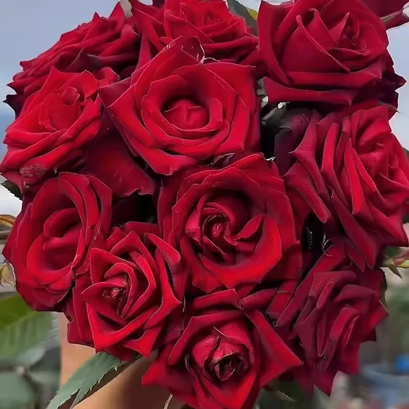 信号中苗  四季灌木月季