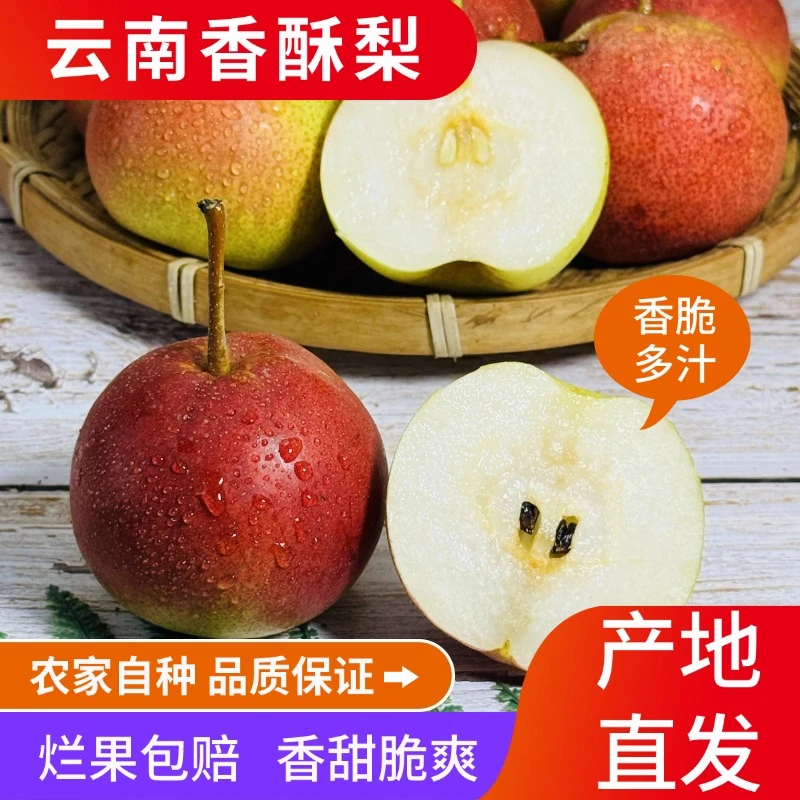 云南大理特产香酥梨新鲜水果大梨脆甜多汁产地现摘现发包邮