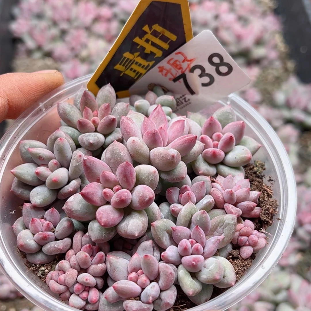 多肉植物多肉植物