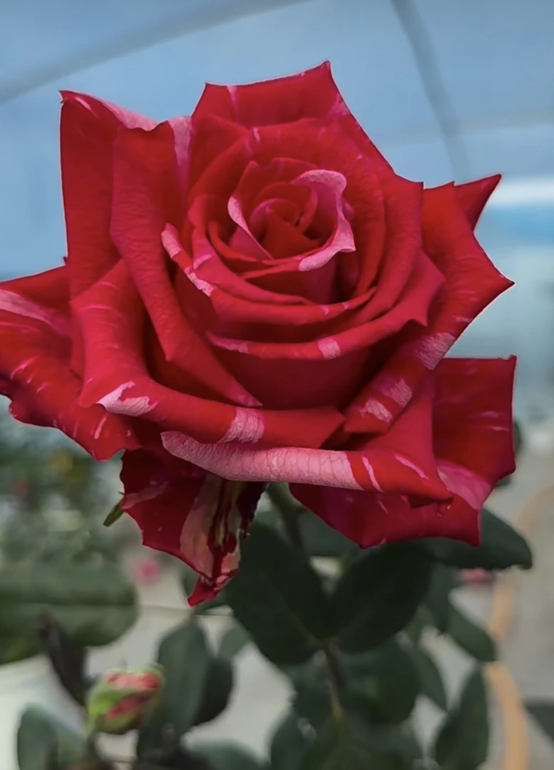 超新品根接小苗