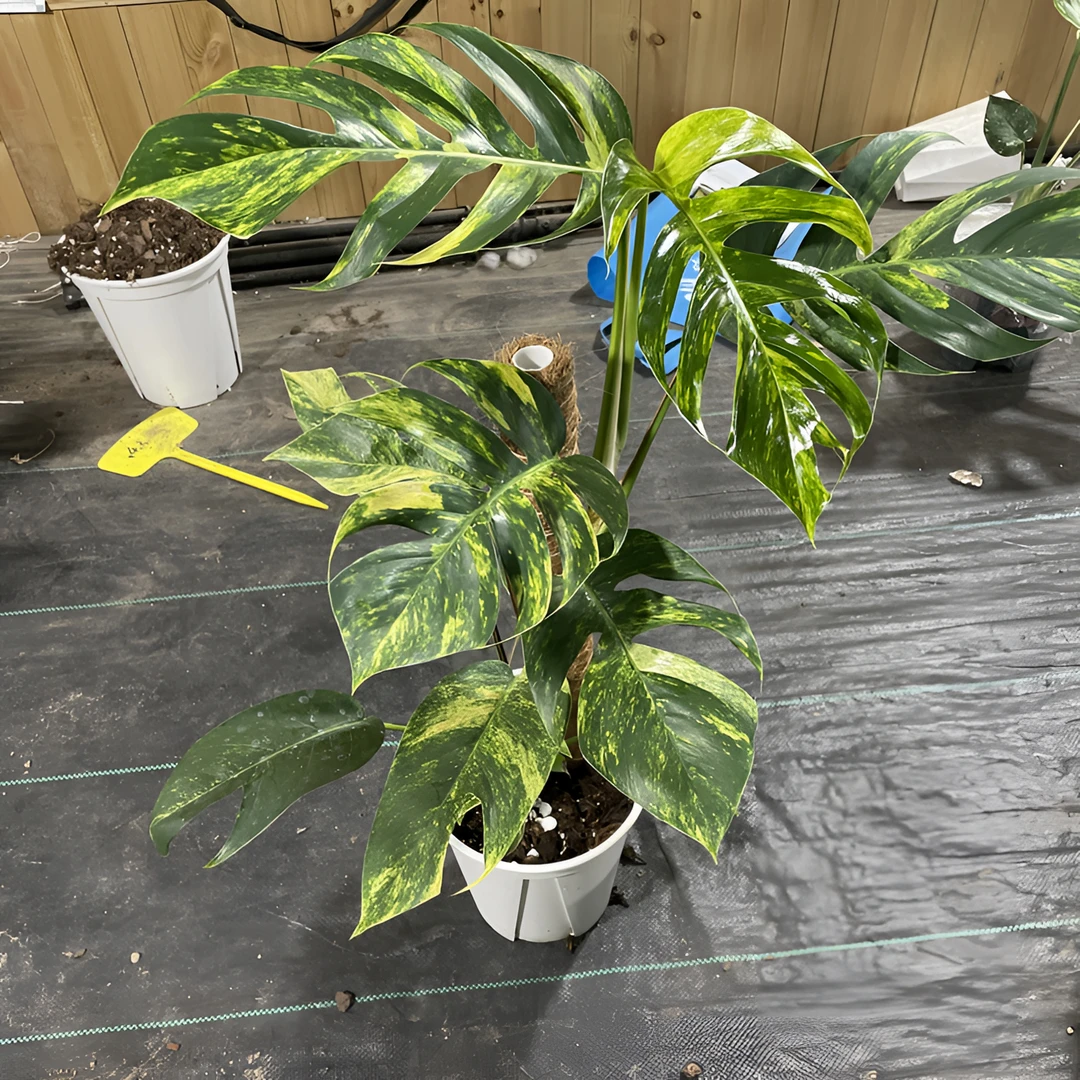 火焰麒麟尾Epipremnum pinnatum高端热带植物观叶植物