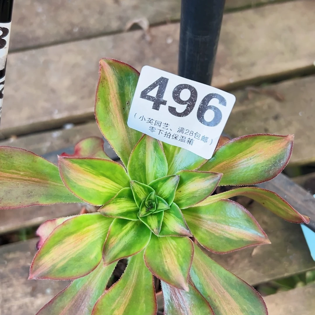 多肉植物多肉植物4