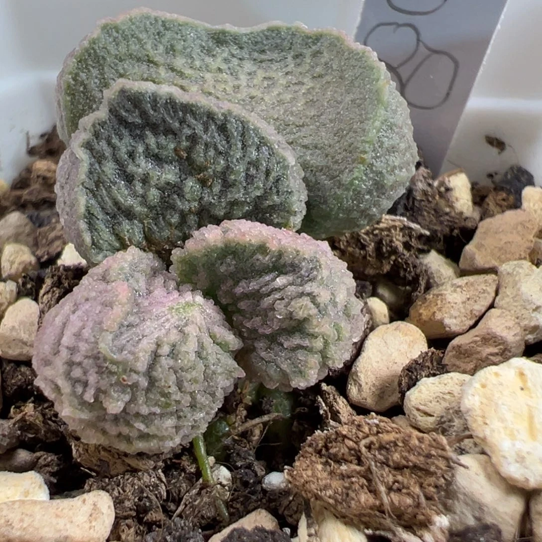 福利款实生新品多肉植物水泡多肉植物
