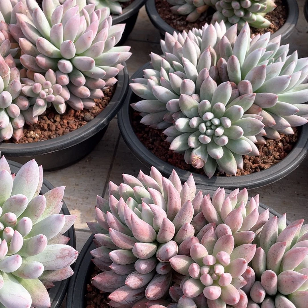 所罗门精控群生20厘米可挑