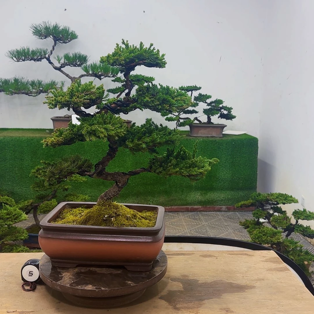 黄*亮盆景盆景盆景盆景