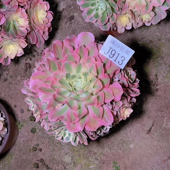 913白凤多肉植物