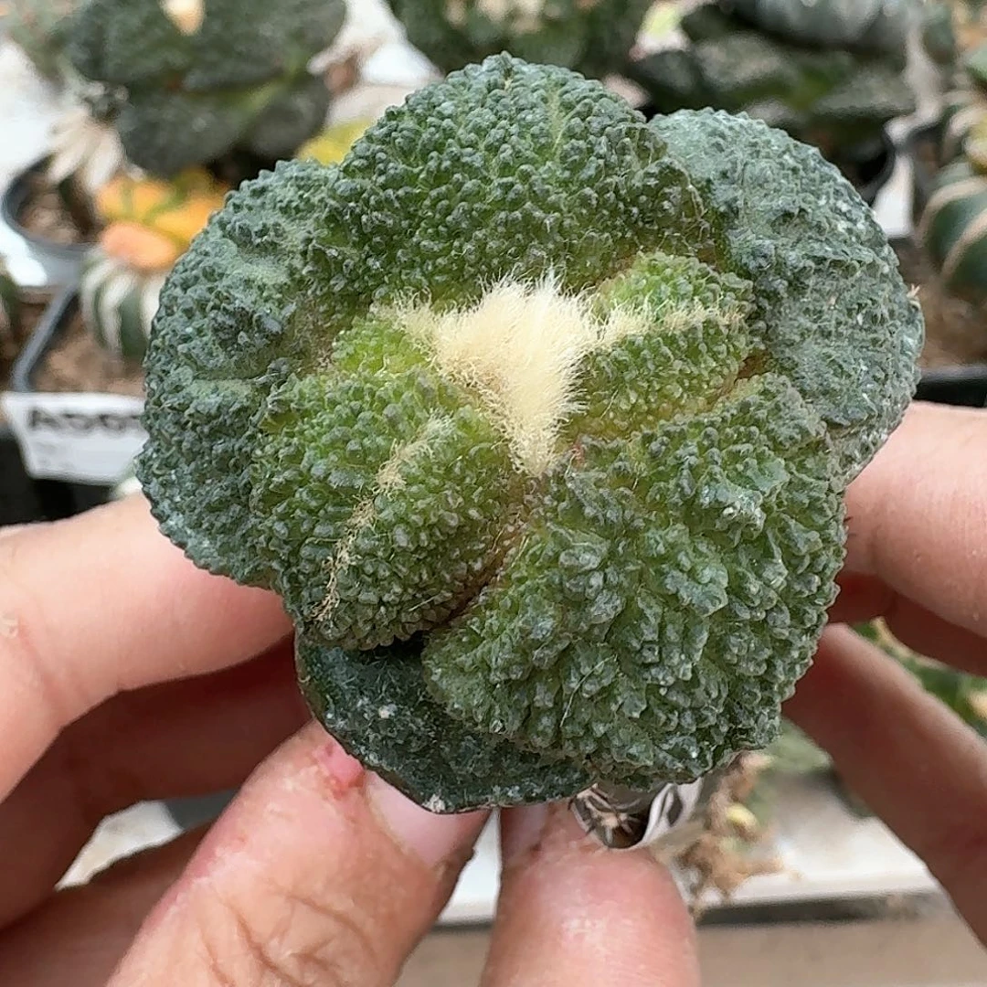 【闪购商品】密尤哥斯拉547