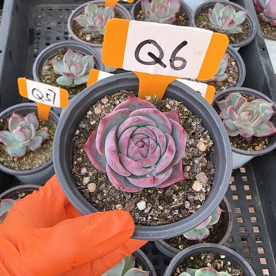 爱****菇Q6惊鸿单头多肉