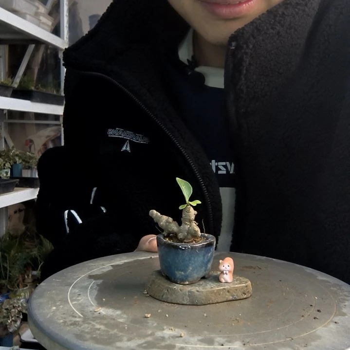 安**️小盆景小植物一物一拍124