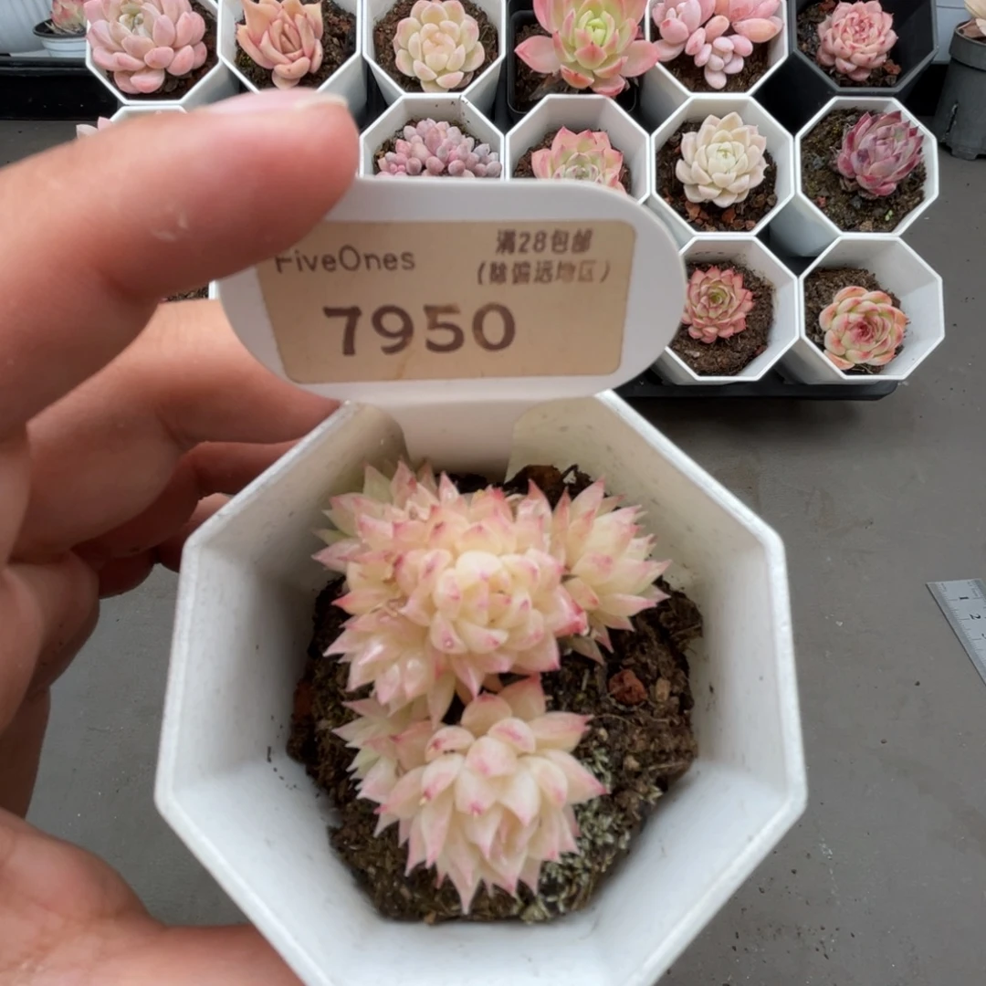 7950麦秆群 4.5厘米
