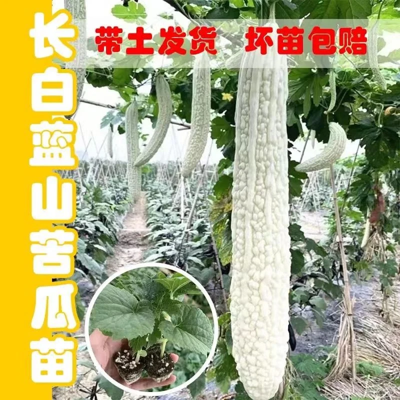 白苦瓜大长白苦瓜早熟特大四季盆栽地栽苗大全樟树港网红植物