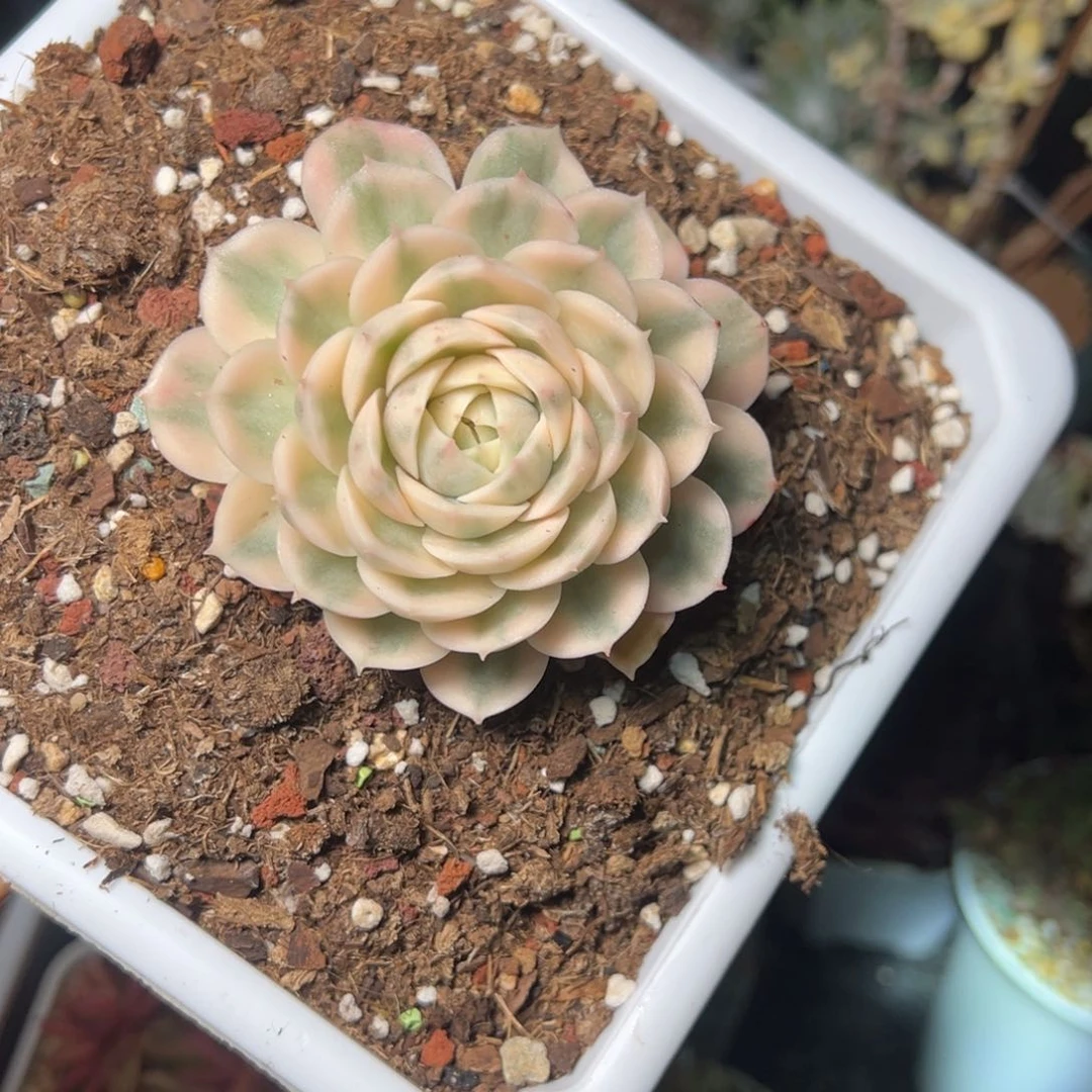 L****翼2857哈哈哈哈哈哈哈哈多肉