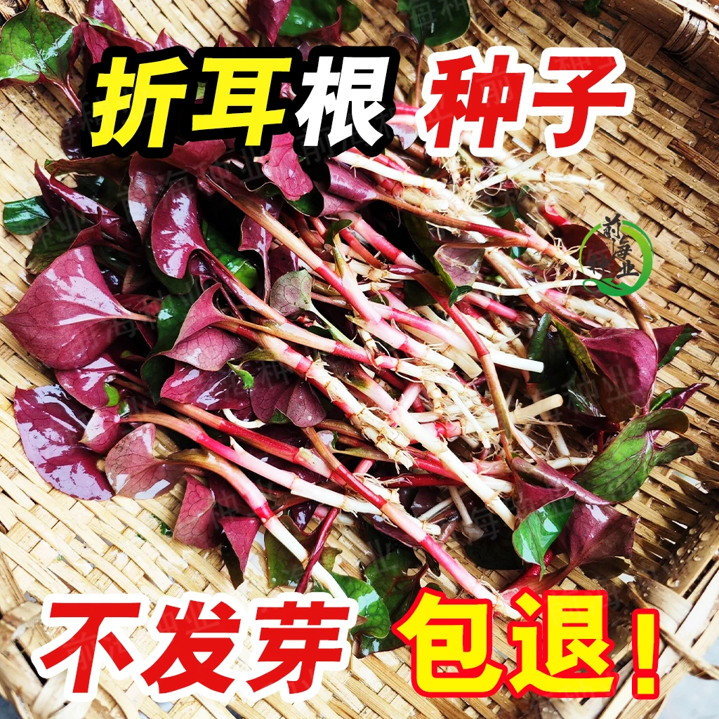 折耳根种子鱼腥草臭菜猪鼻拱四季播种阳台盆栽庭院易活蔬菜种籽