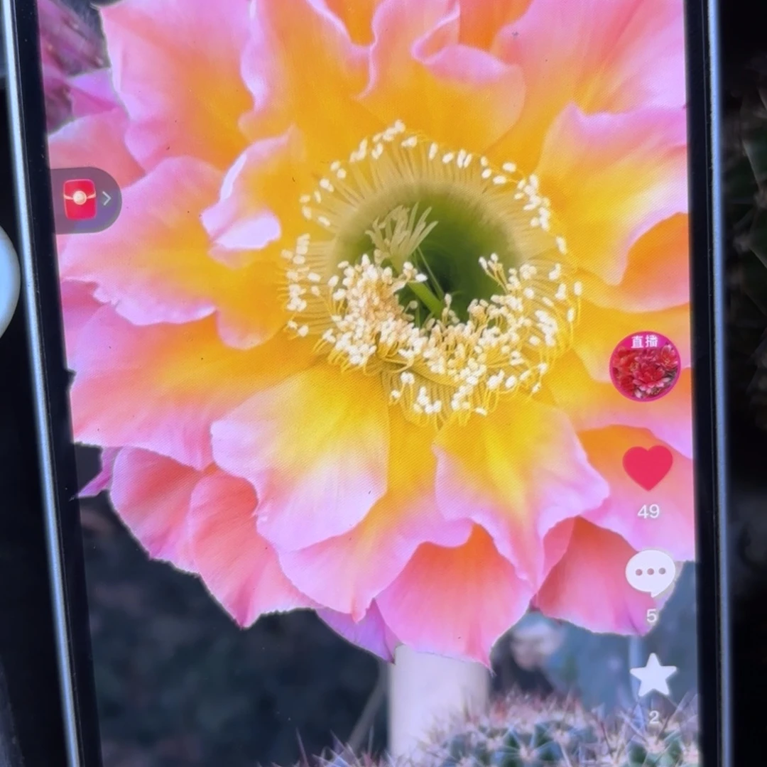 A22彩侧牙20包邮仙人球23