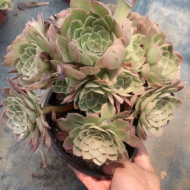 709高贵多肉植物