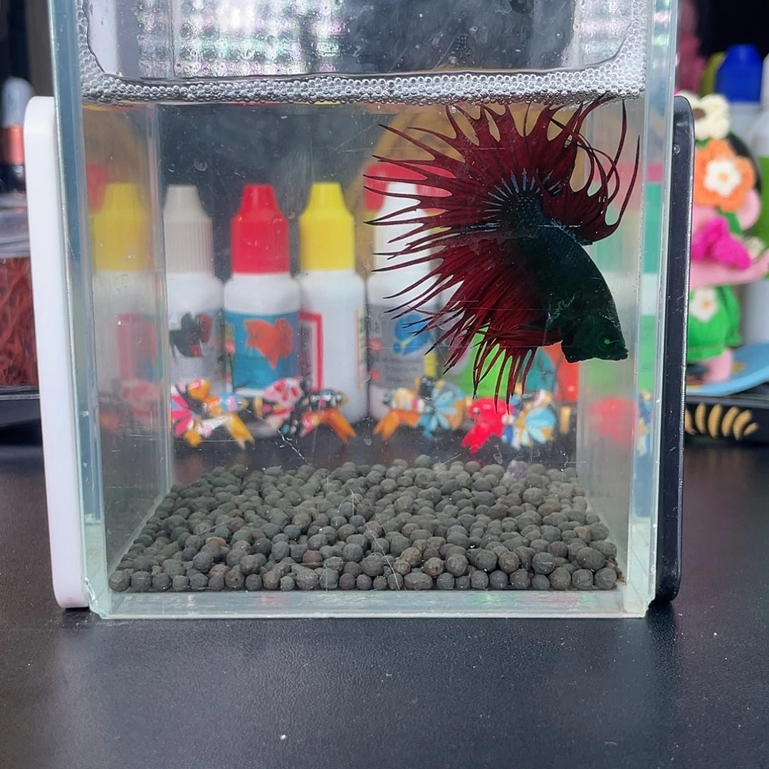 斗鱼1号114早绿毒