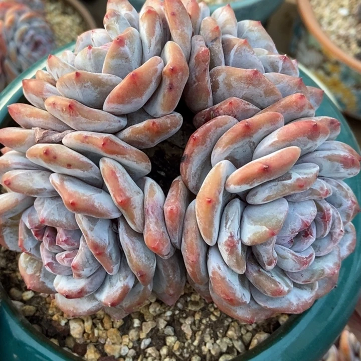 四头粗腿包脸绿地紫心