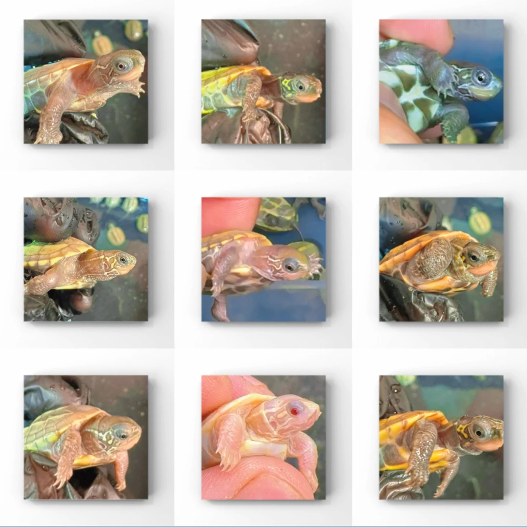 【根据主播指导下单】超萌好物活体人工养殖小乌龟可爱