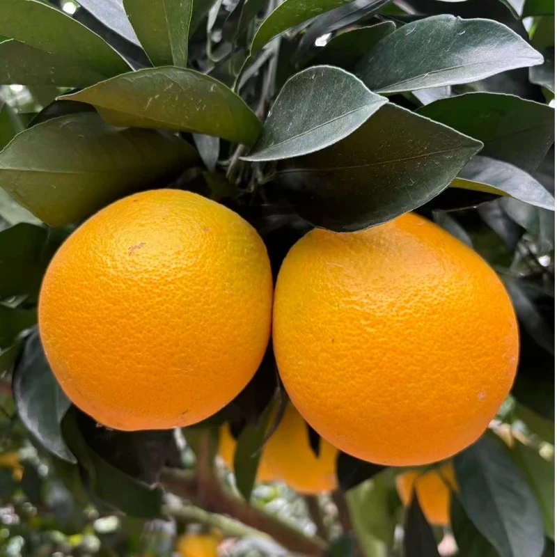 正宗江西赣南脐橙现摘现发香甜爆汁新鲜当季水果孕妇水果送开橙器