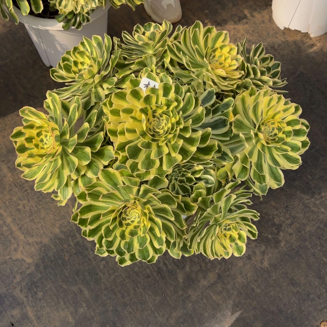 木**剧白兰地精品法师