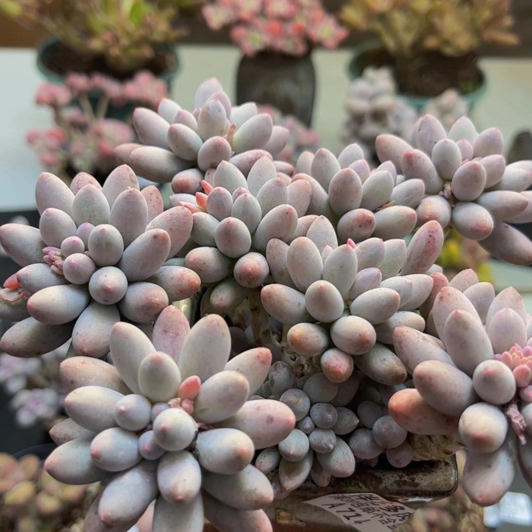 714/12cm手指奶多肉植物