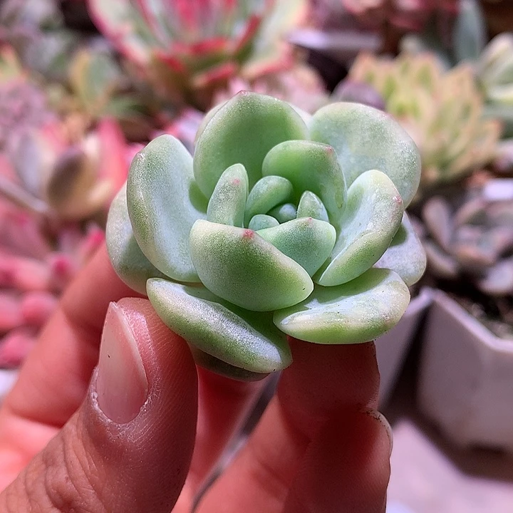 冰魄锦锦锦锦侧芽