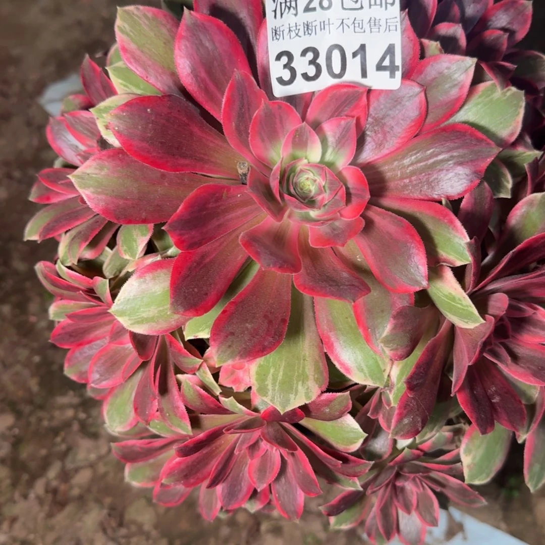 33014浣纱不包断枝